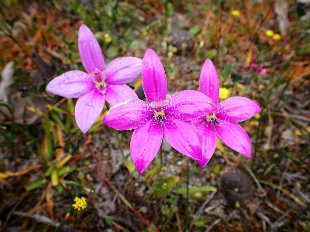 Elythranthera emarginata (Pink Enamel Orchids), Stirling Range National Park WA © Terry Dunham