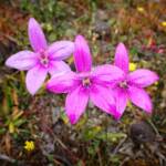 Elythranthera emarginata (Pink Enamel Orchids), Stirling Range National Park WA © Terry Dunham