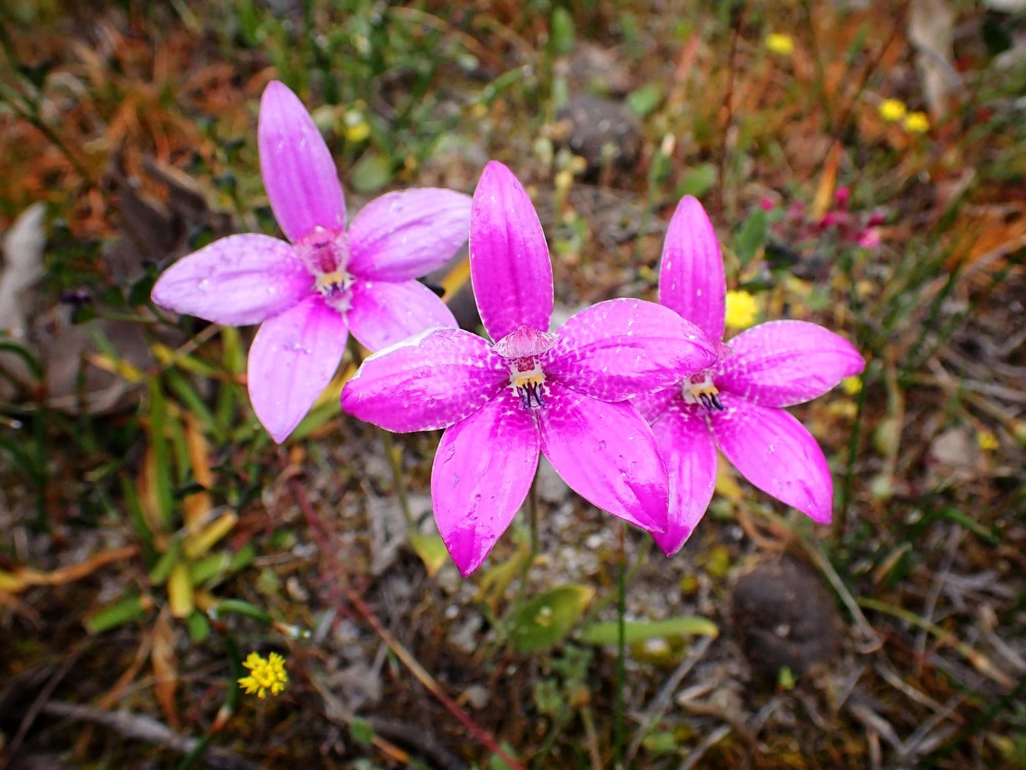 Elythranthera emarginata (Pink Enamel Orchids), Stirling Range National Park WA © Terry Dunham