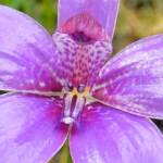 Elythranthera emarginata (Pink Enamel Orchids), Stirling Range National Park WA © Terry Dunham