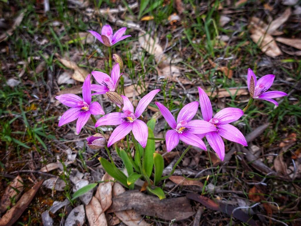 Elythranthera emarginata (Pink Enamel Orchids), Stirling Range National Park WA © Terry Dunham