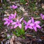 Elythranthera emarginata (Pink Enamel Orchids), Stirling Range National Park WA © Terry Dunham