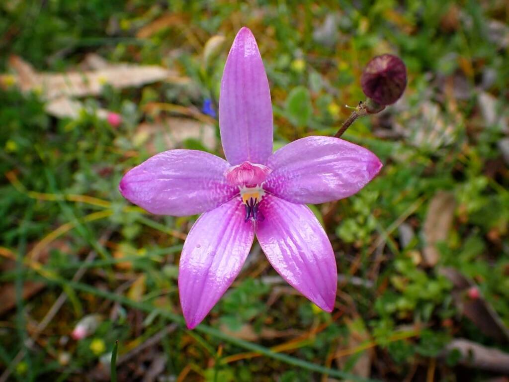 Elythranthera emarginata (Pink Enamel Orchids), Stirling Range National Park WA © Terry Dunham
