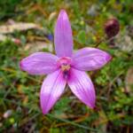 Elythranthera emarginata (Pink Enamel Orchids), Stirling Range National Park WA © Terry Dunham
