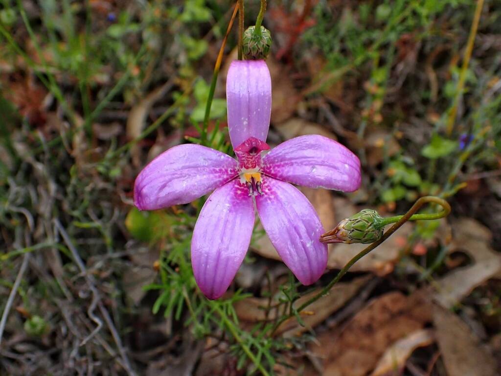 Elythranthera emarginata (Pink Enamel Orchids), Stirling Range National Park WA © Terry Dunham