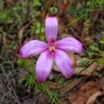 Elythranthera emarginata (Pink Enamel Orchids), Stirling Range National Park WA © Terry Dunham