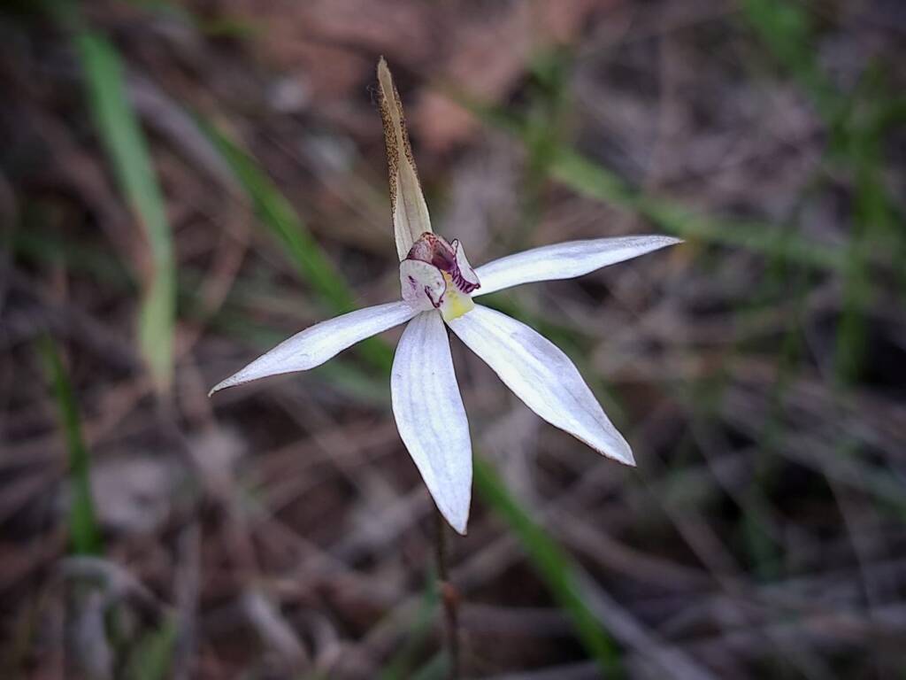 Ericksonella saccharata (Sugar Orchid), Stirling Range National Park WA © Terry Dunham