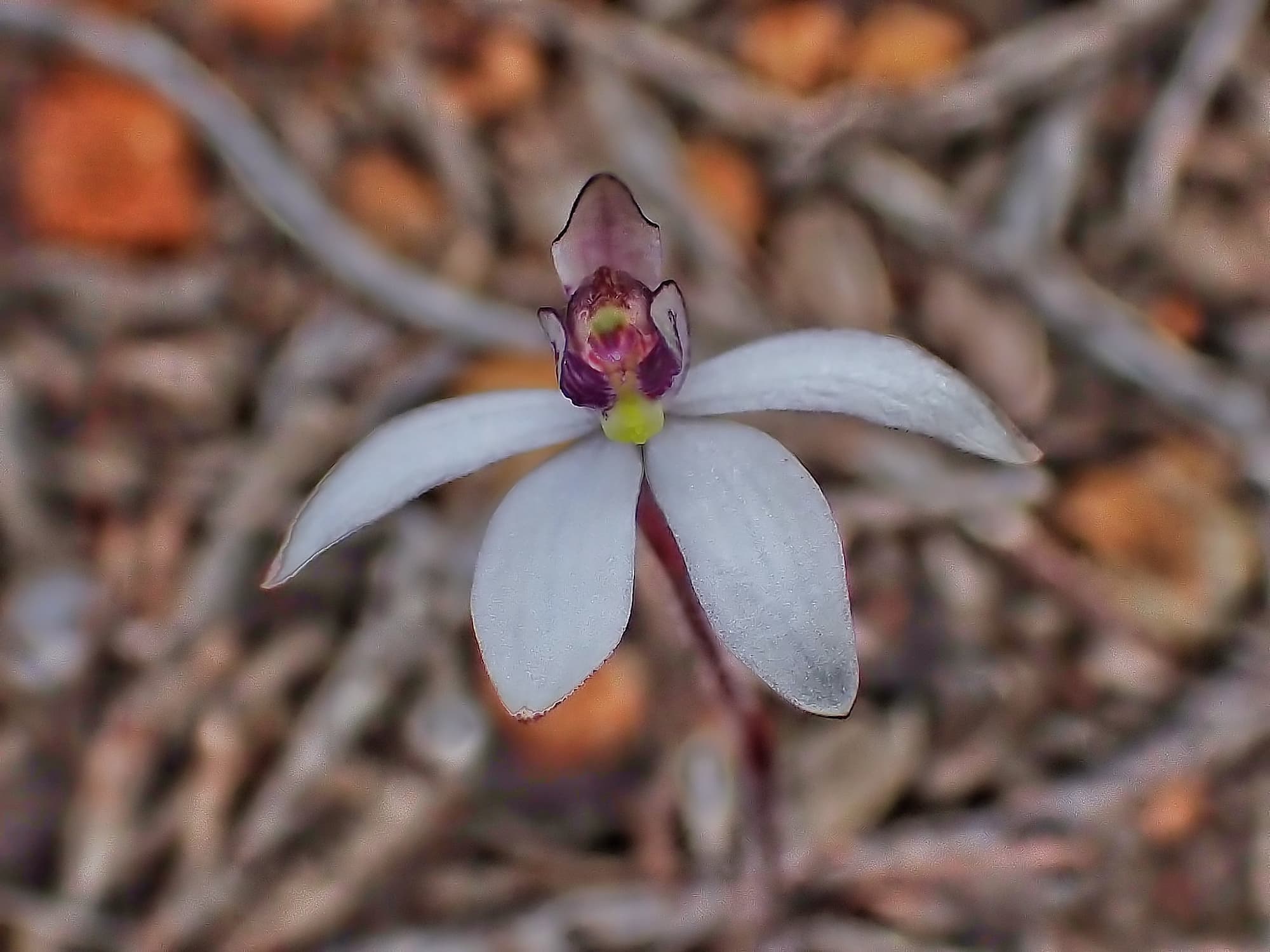 Ericksonella saccharata (Sugar Orchid), Stirling Range National Park WA © Terry Dunham