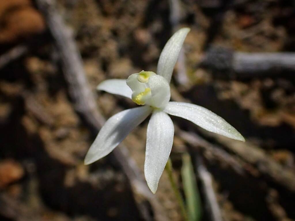 Ericksonella saccharata (Sugar Orchid), Stirling Range National Park WA © Terry Dunham