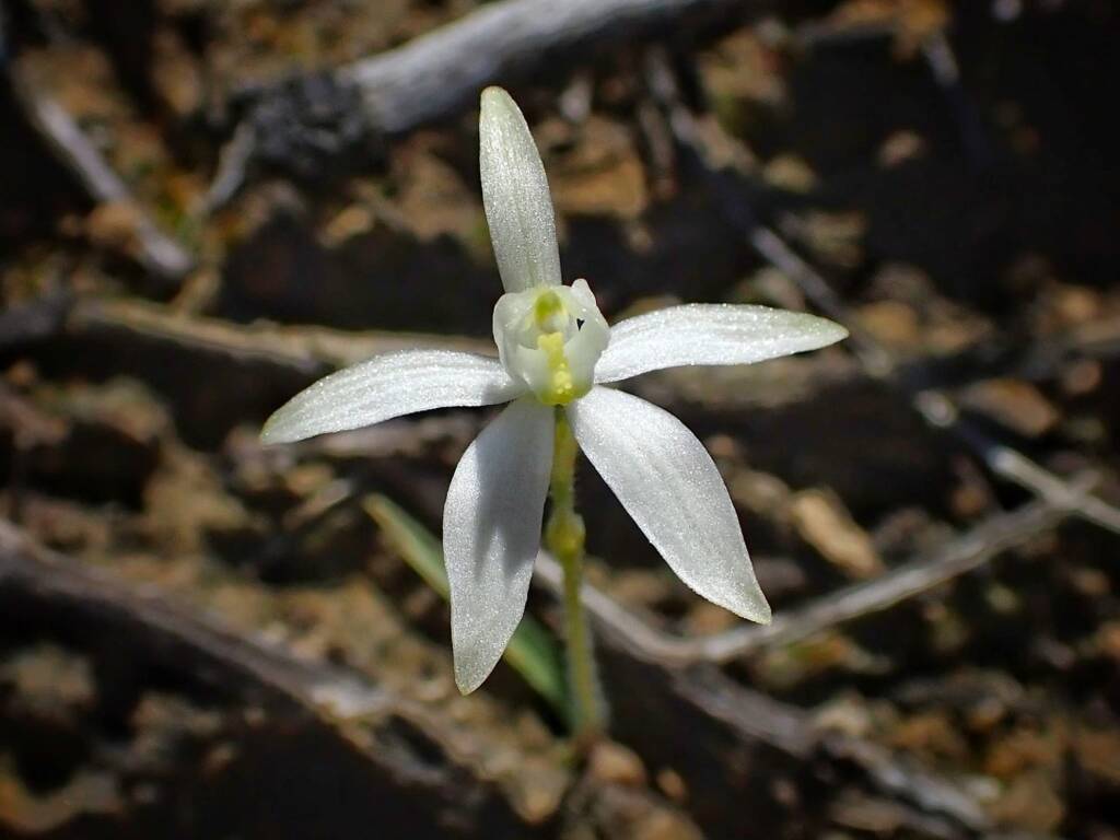 Ericksonella saccharata (Sugar Orchid), Stirling Range National Park WA © Terry Dunham