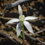 Ericksonella saccharata (Sugar Orchid), Stirling Range National Park WA © Terry Dunham