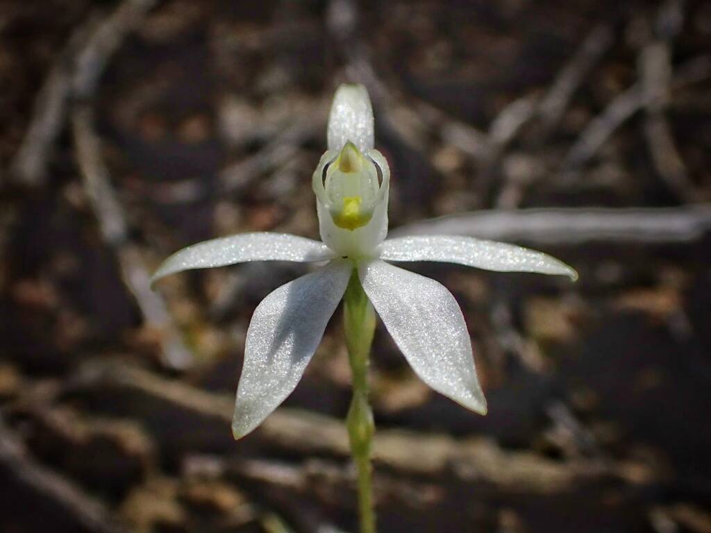 Ericksonella saccharata (Sugar Orchid), Stirling Range National Park WA © Terry Dunham