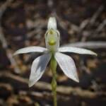 Ericksonella saccharata (Sugar Orchid), Stirling Range National Park WA © Terry Dunham