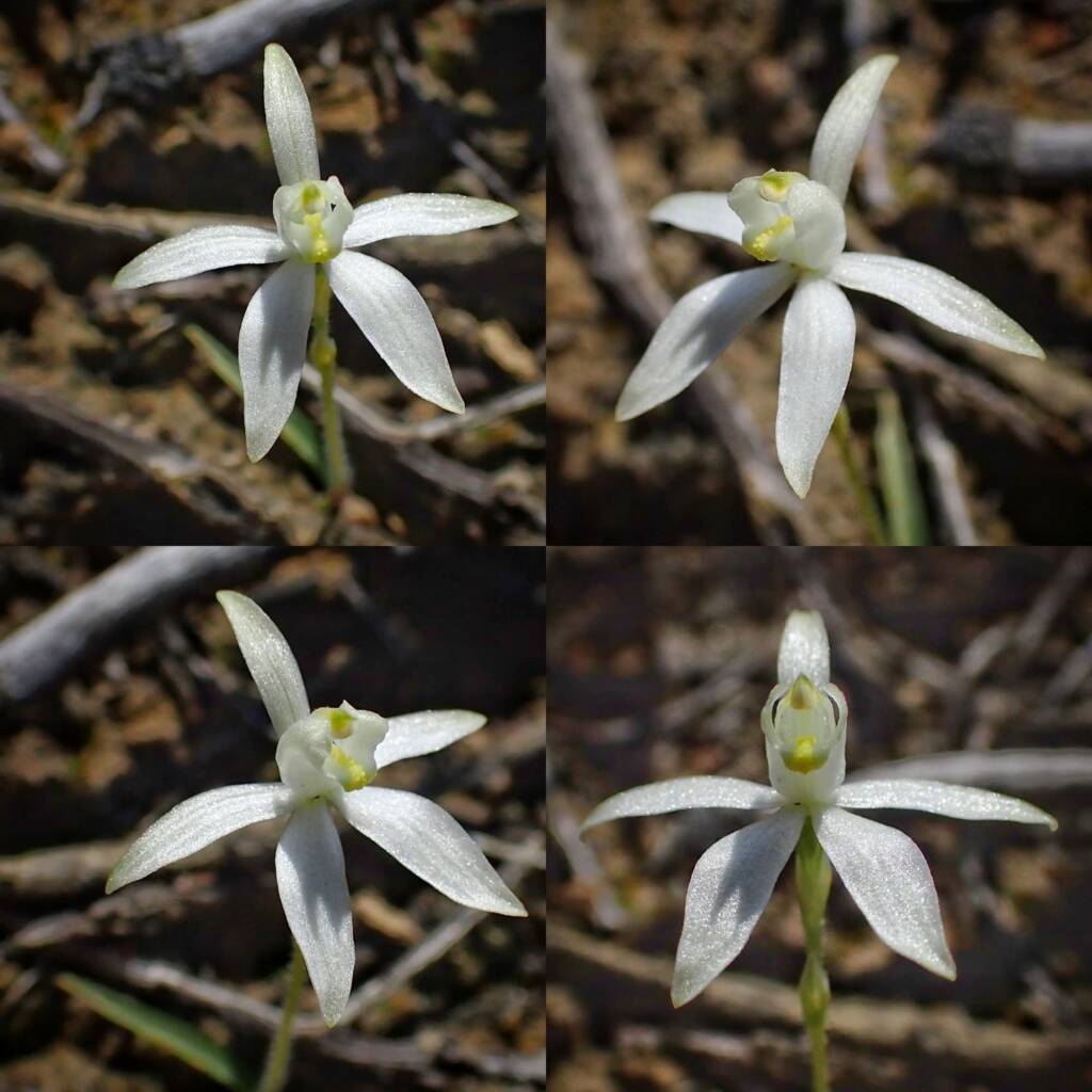 Ericksonella saccharata (Sugar Orchid), Stirling Range National Park WA © Terry Dunham