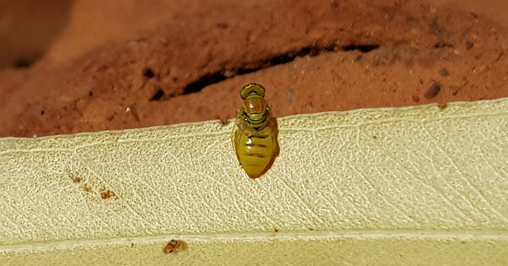 Superfamily Euryglossinae, genus Xanthesma (Xenohesma) female, Alice Springs NT