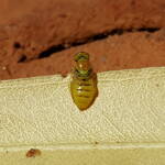Superfamily Euryglossinae, genus Xanthesma (Xenohesma) female, Alice Springs NT