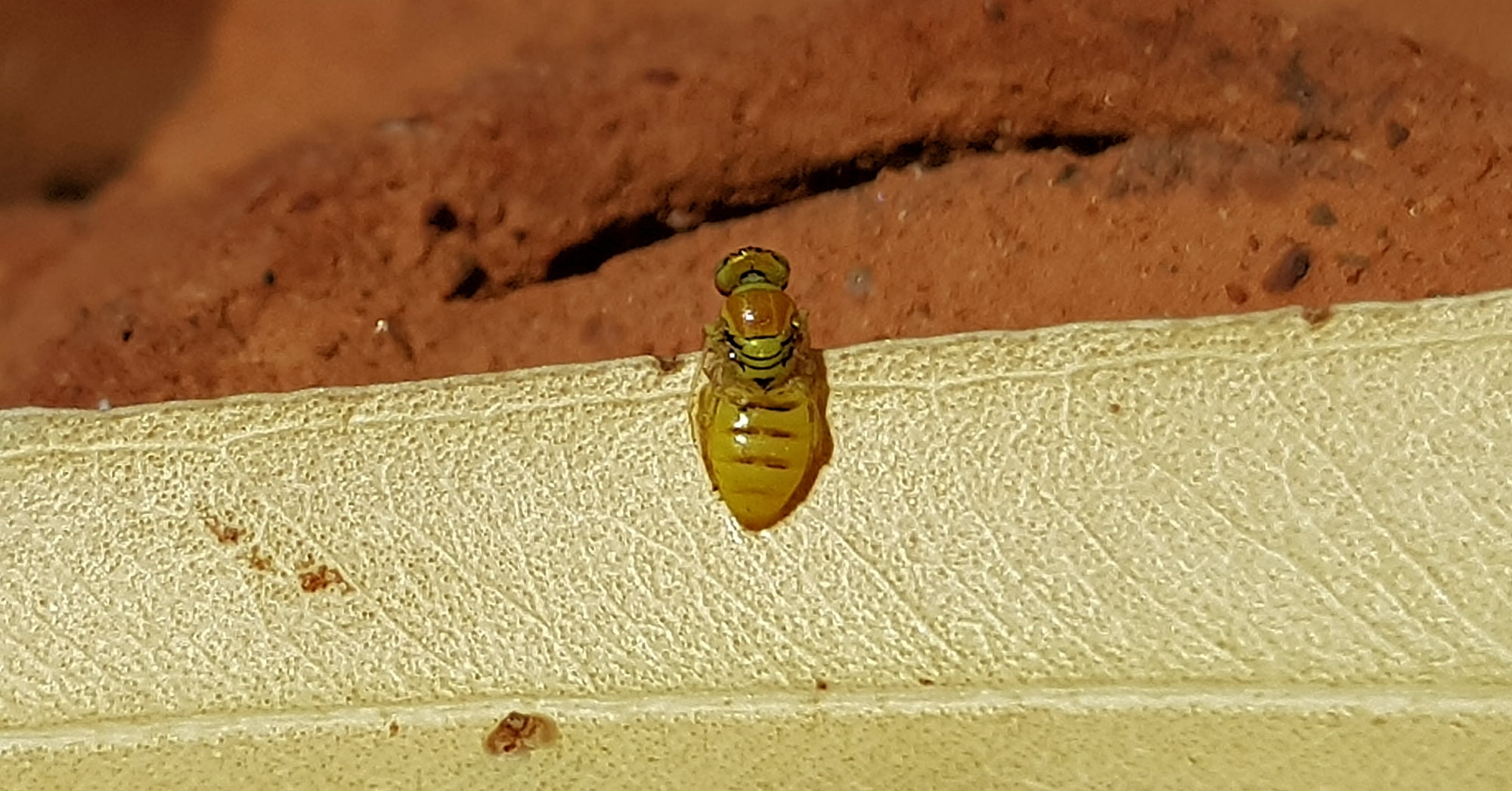 Superfamily Euryglossinae, genus Xanthesma (Xenohesma) female, Alice Springs NT