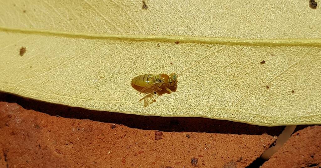 Superfamily Euryglossinae, genus Xanthesma (Xenohesma) female, Alice Springs NT