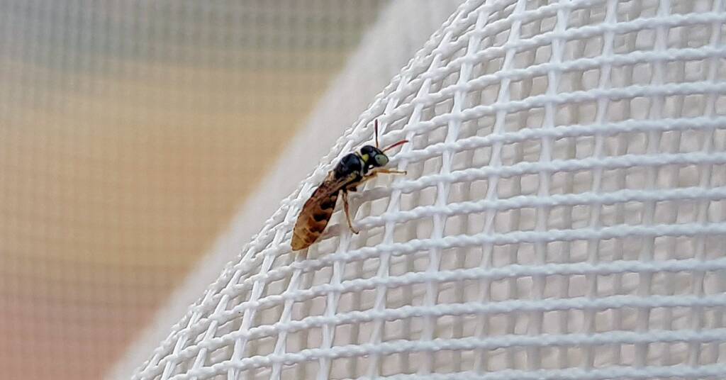 Desert Reed Bee (Exoneurella eremophila), Alice Springs NT