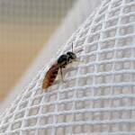 Desert Reed Bee (Exoneurella eremophila), Alice Springs NT