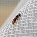 Desert Reed Bee (Exoneurella eremophila), Alice Springs NT
