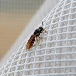 Desert Reed Bee (Exoneurella eremophila), Alice Springs NT