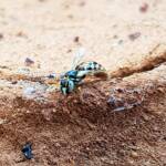 Desert Reed Bee (Exoneurella eremophila), Alice Springs NT
