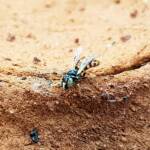 Desert Reed Bee (Exoneurella eremophila), Alice Springs NT