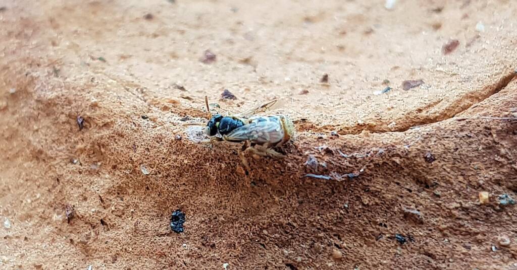 Desert Reed Bee (Exoneurella eremophila), Alice Springs NT