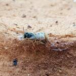 Desert Reed Bee (Exoneurella eremophila), Alice Springs NT