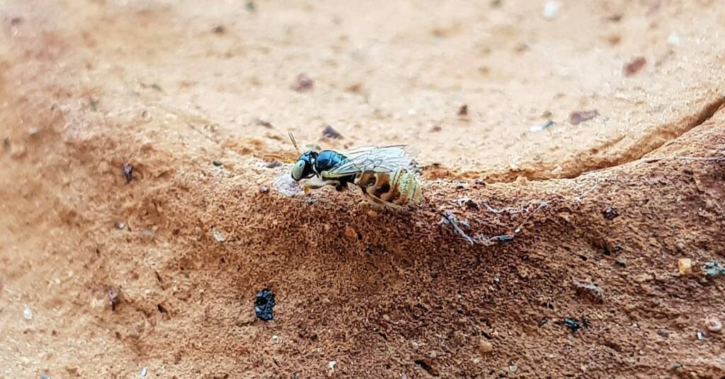 Desert Reed Bee (Exoneurella eremophila), Alice Springs NT