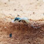 Desert Reed Bee (Exoneurella eremophila), Alice Springs NT