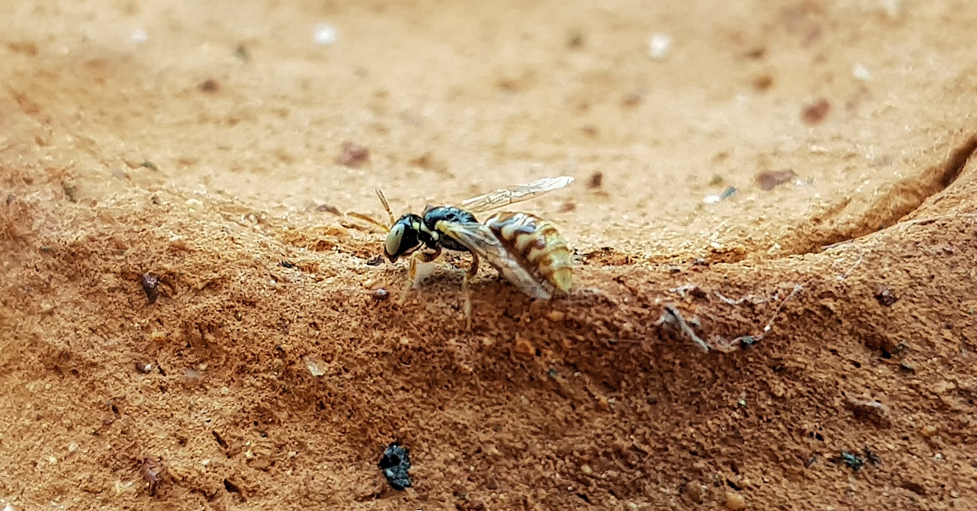 Desert Reed Bee (Exoneurella eremophila), Alice Springs NT