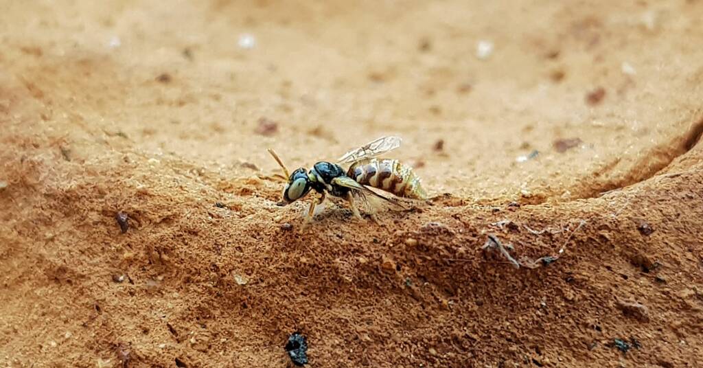 Desert Reed Bee (Exoneurella eremophila), Alice Springs NT