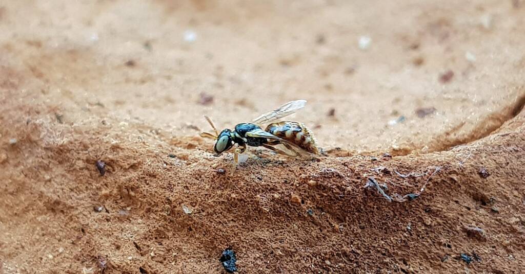 Desert Reed Bee (Exoneurella eremophila), Alice Springs NT