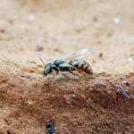Desert Reed Bee (Exoneurella eremophila), Alice Springs NT