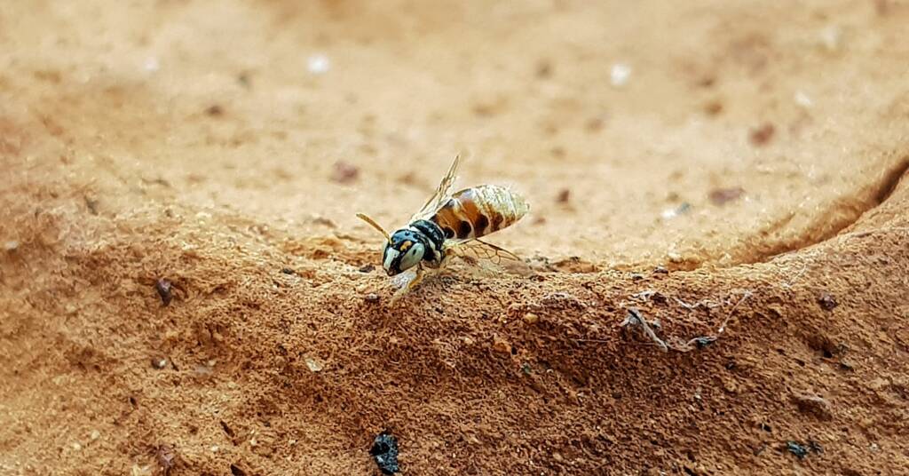 Desert Reed Bee (Exoneurella eremophila), Alice Springs NT