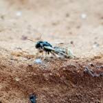Desert Reed Bee (Exoneurella eremophila), Alice Springs NT