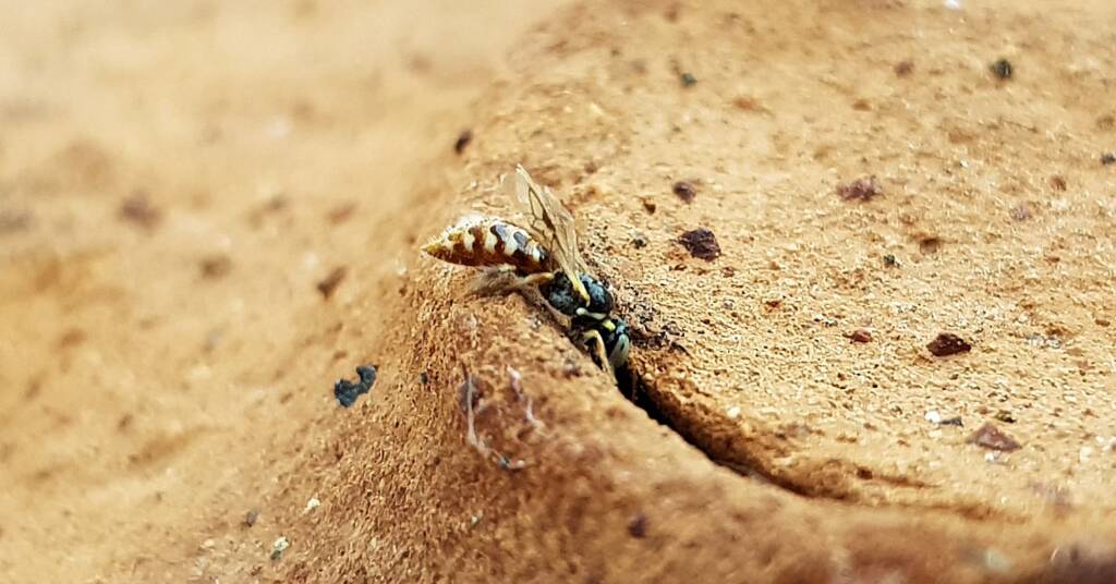 Desert Reed Bee (Exoneurella eremophila), Alice Springs NT