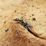 Desert Reed Bee (Exoneurella eremophila), Alice Springs NT