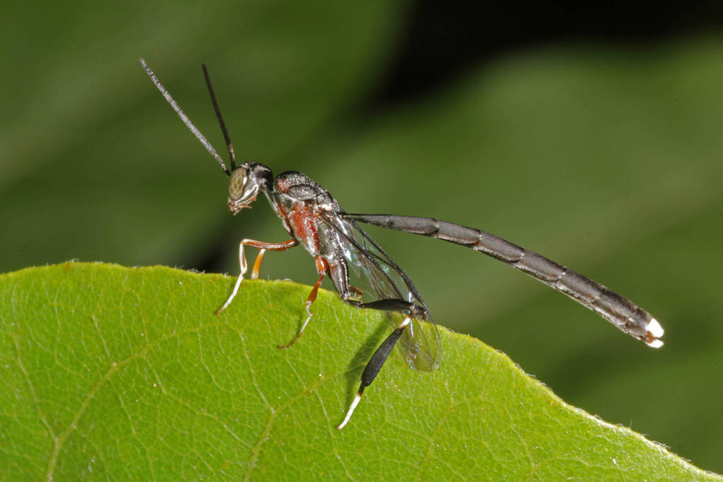Gasteruptiid Wasp (family Gasteruptiidae), Ballandean QLD © Marc Newman