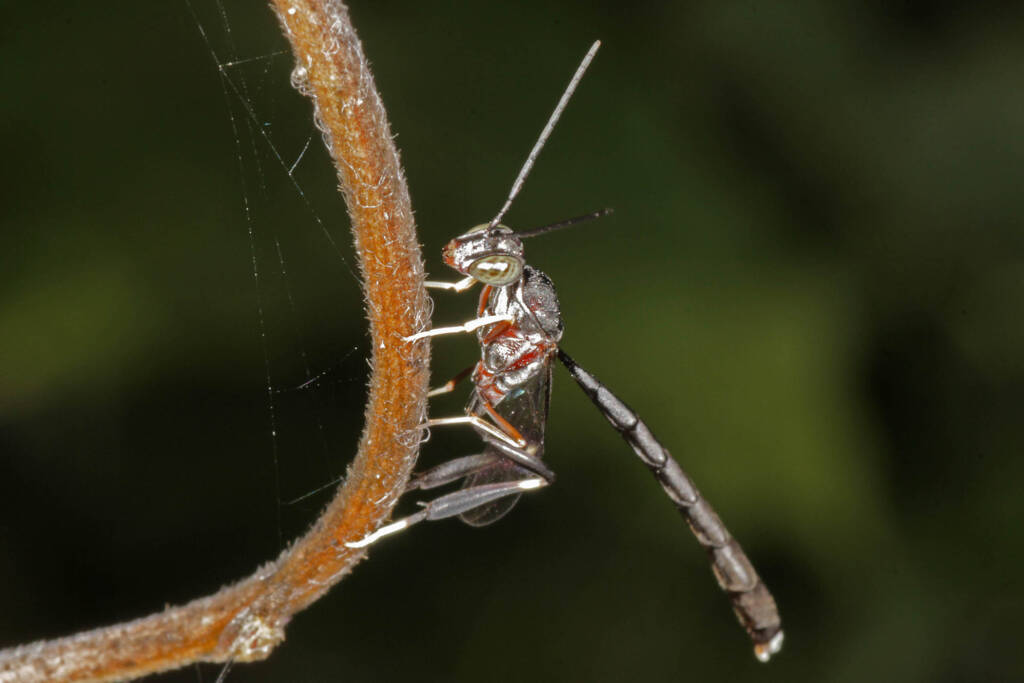 Gasteruptiid Wasp (family Gasteruptiidae), Ballandean QLD © Marc Newman