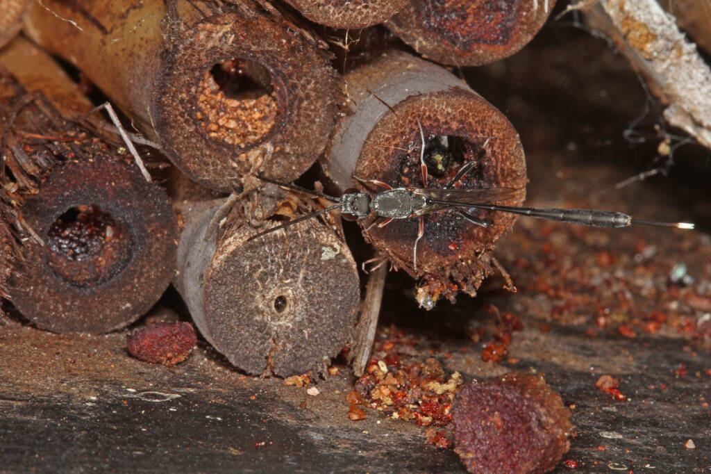 Gasteruptiid Wasp (family Gasteruptiidae), Ballandean QLD © Marc Newman