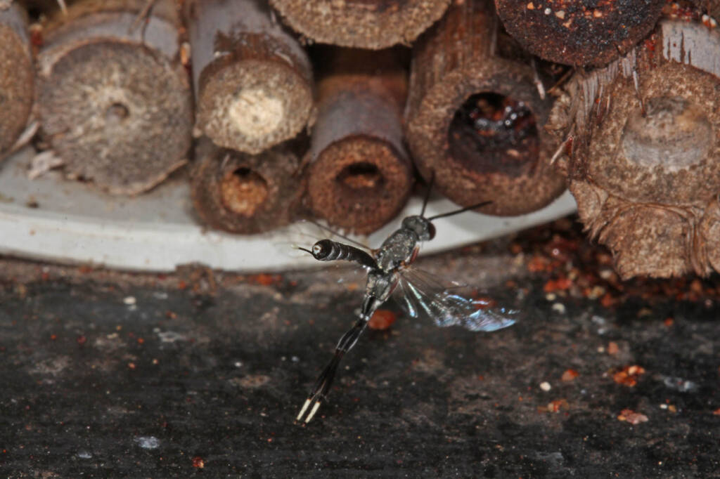 Gasteruptiid Wasp (family Gasteruptiidae), Ballandean QLD © Marc Newman