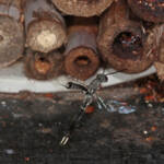 Gasteruptiid Wasp (family Gasteruptiidae), Ballandean QLD © Marc Newman