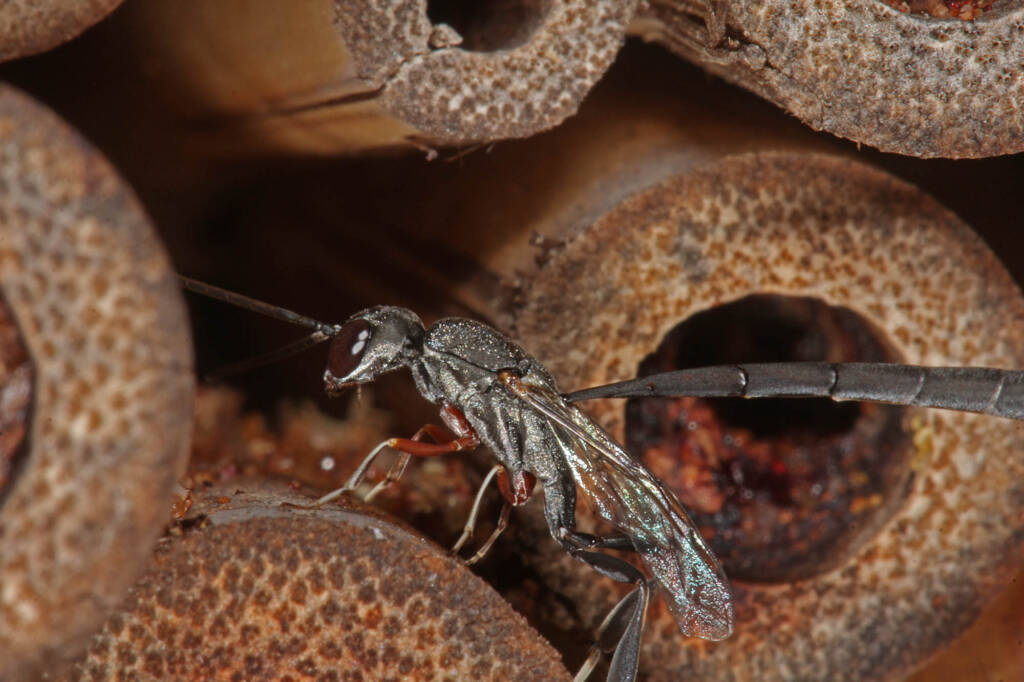 Gasteruptiid Wasp (family Gasteruptiidae), Ballandean QLD © Marc Newman