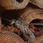 Gasteruptiid Wasp (family Gasteruptiidae), Ballandean QLD © Marc Newman