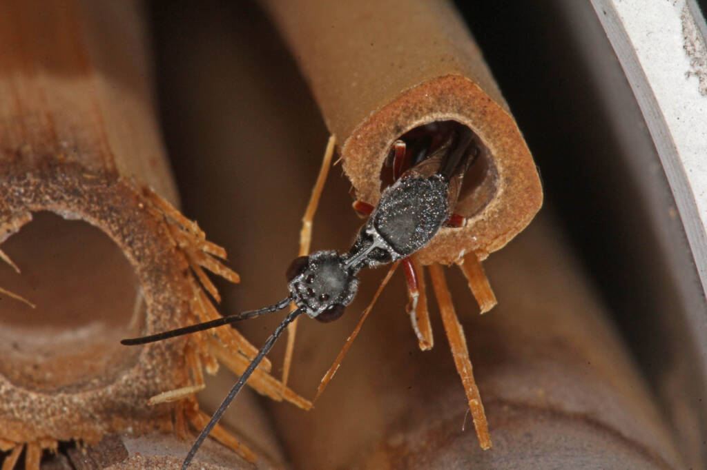 Gasteruptiid Wasp (family Gasteruptiidae), Ballandean QLD © Marc Newman