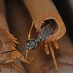 Gasteruptiid Wasp (family Gasteruptiidae), Ballandean QLD © Marc Newman