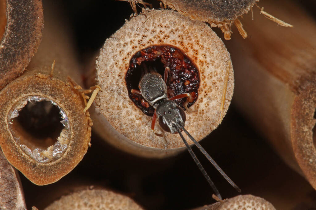 Gasteruptiid Wasp (family Gasteruptiidae), Ballandean QLD © Marc Newman